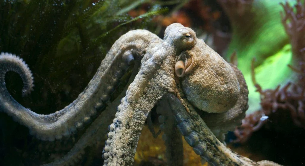 Octopus with flexible arms swimming in the ocean