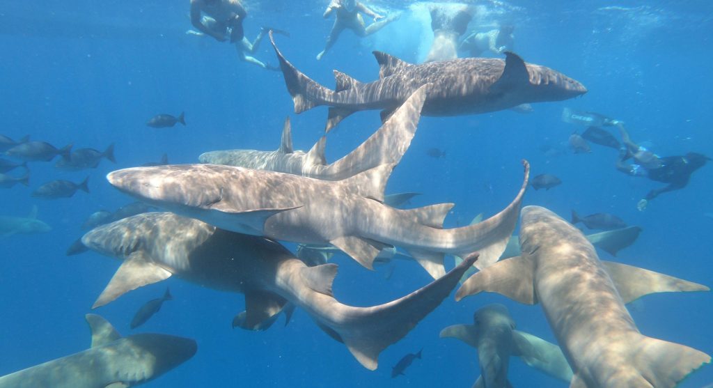 Shark swimming near scuba divers in ocean