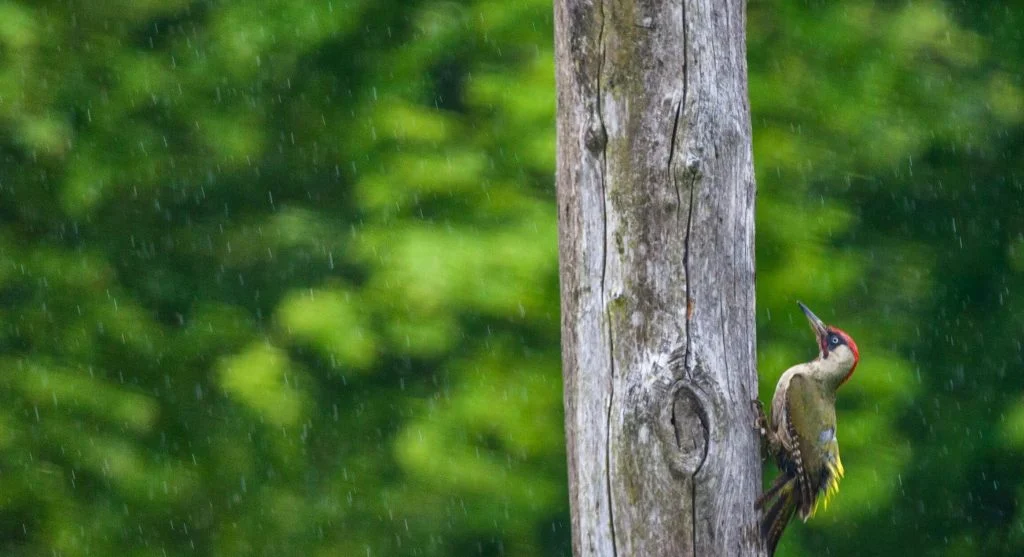 birds reacting to rain in forest