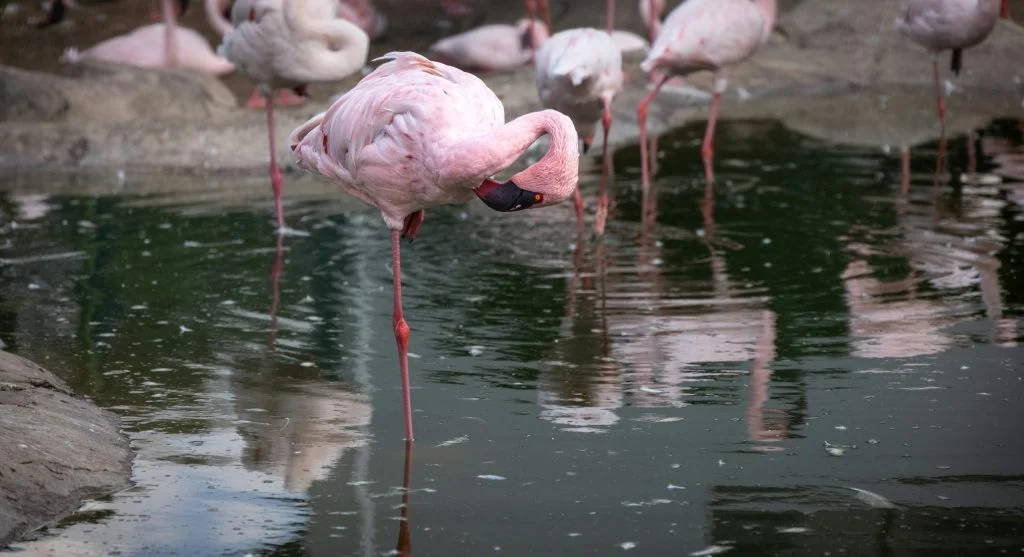 flamingo standing on one leg in wetland
