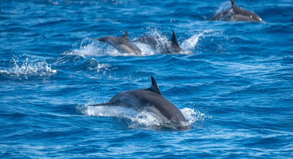 Dolphin calf swimming with adult dolphins in the ocean
