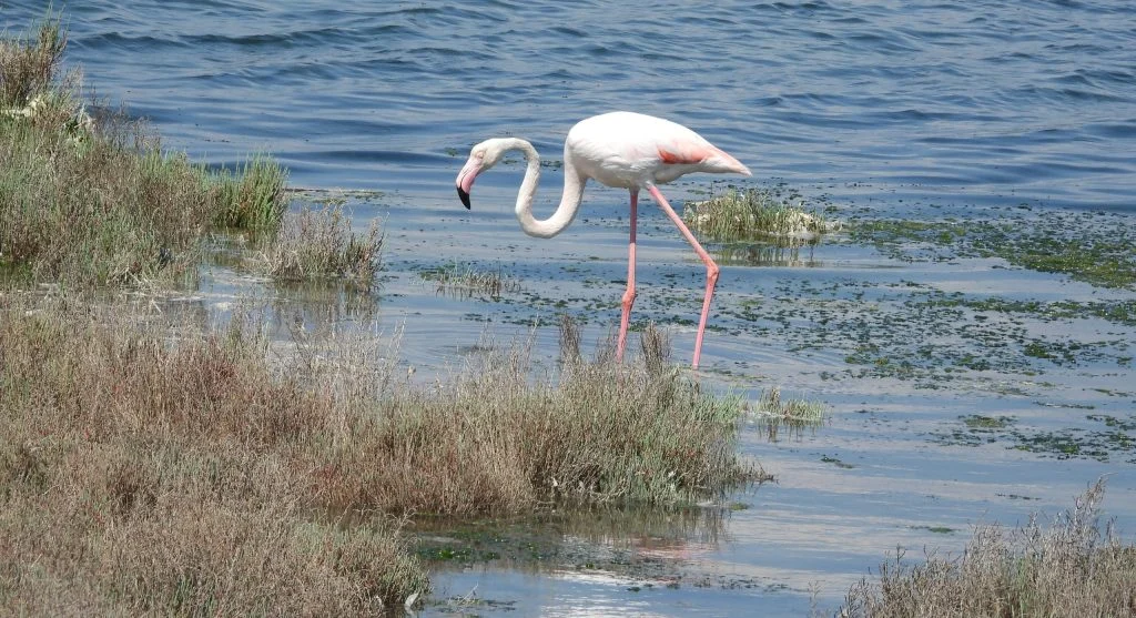 flamingo balancing on one leg in wetlands