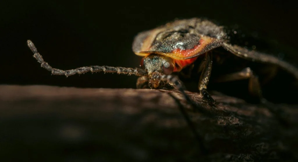 fireflies glowing in forest