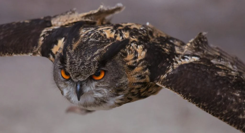 Owl in flight with spread wings at night