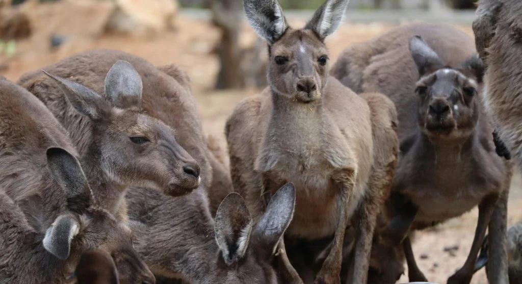 A group of kangaroos resting in their natural habitat