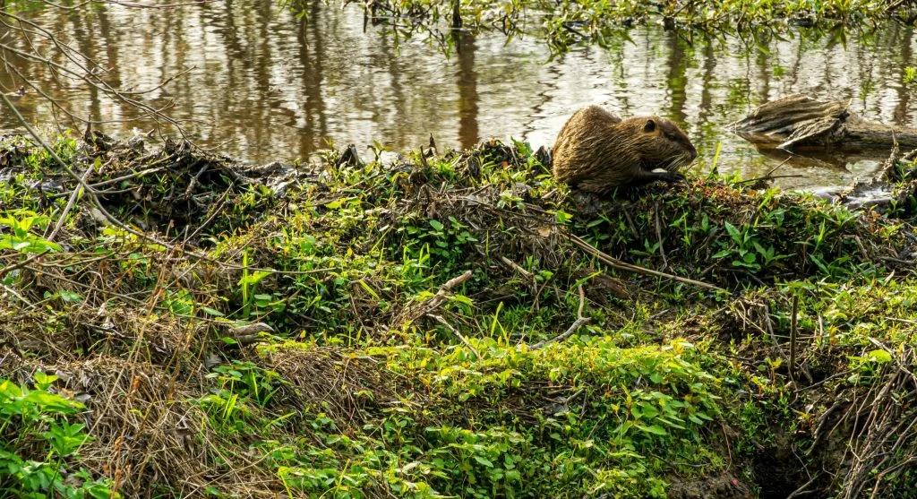 beaver in natural habitat maintaining ecosystem
