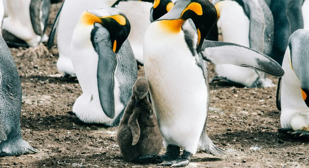 Penguins in large colony near Antarctic coast