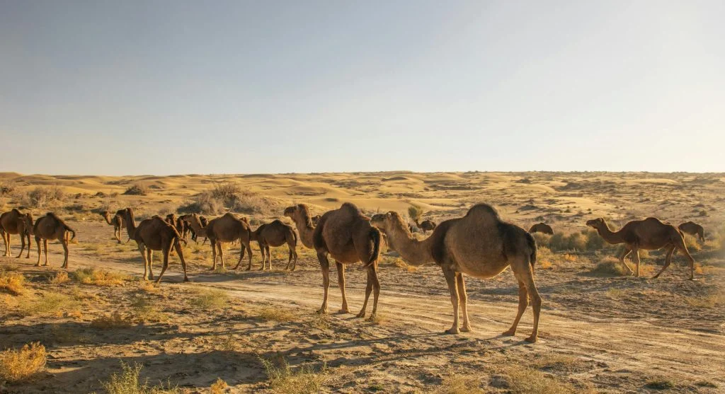 desert animal adapted to dry climate