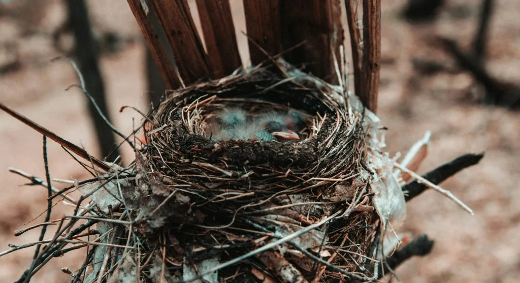 Birds nesting near a hiking trail in the spring season