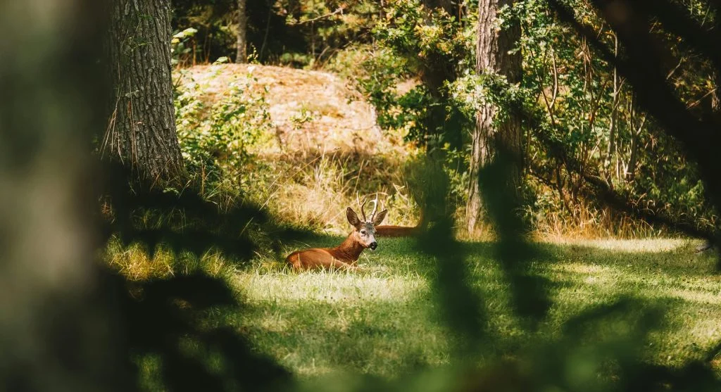 Animal resting in forest shade during summer