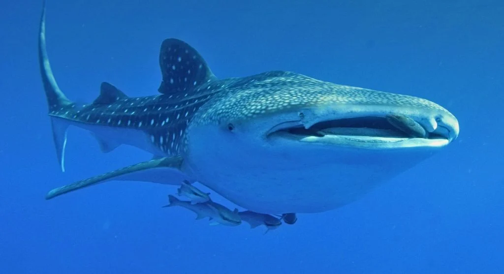 whale shark feeding peacefully