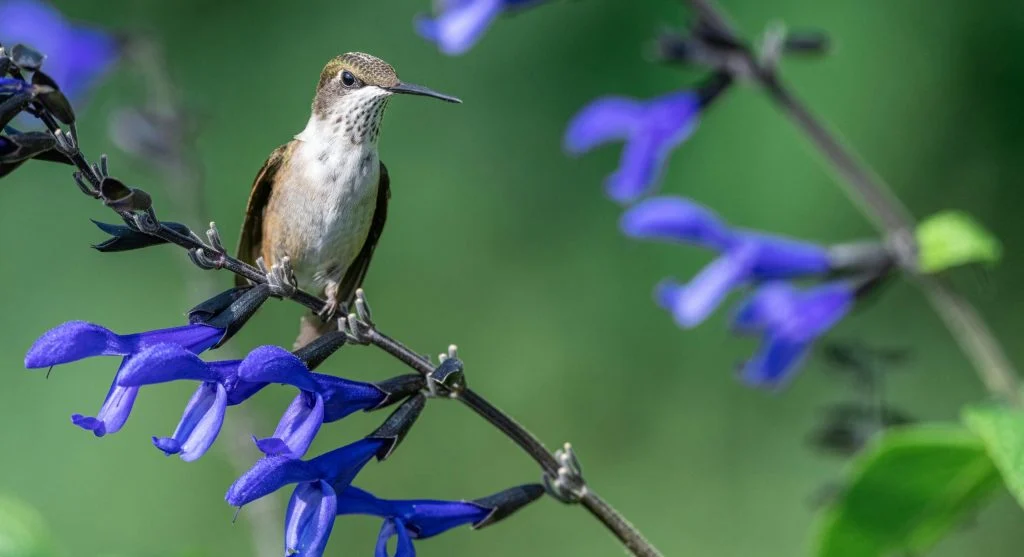 Hummingbird perched near colorful flowers
