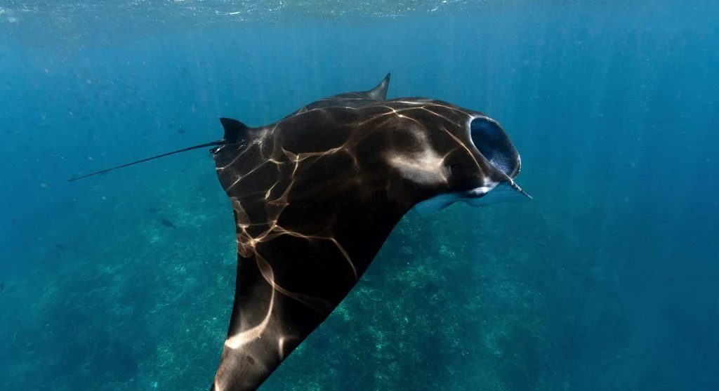 manta rays in protected ocean habitat