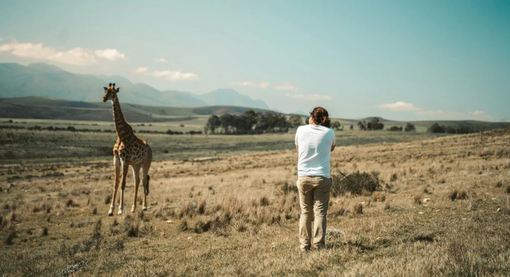Person taking a photo of a wild animal from a distance