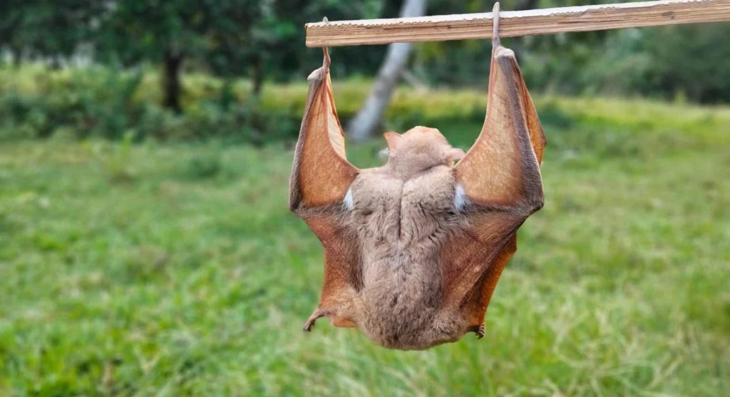 A fruit bat resting in a protected forest ecosystem