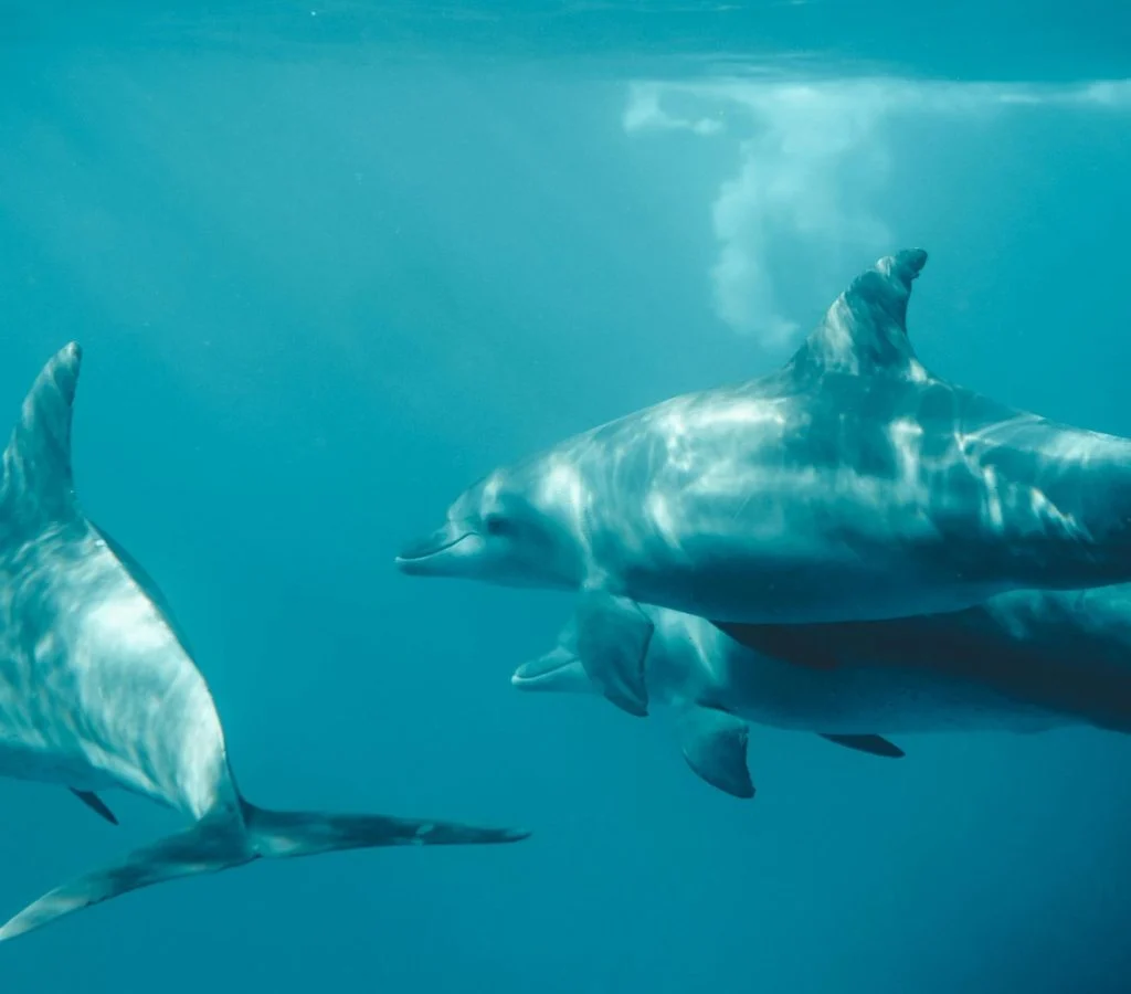 Dolphin swimming quickly in ocean