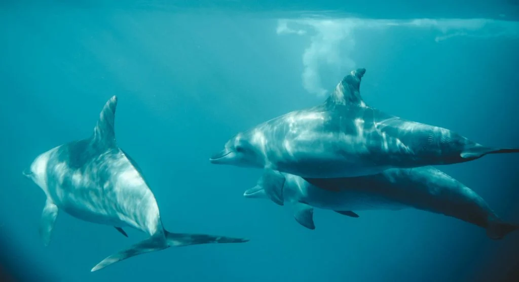 Why Dolphins Work Together in the Wild According to Researchers
