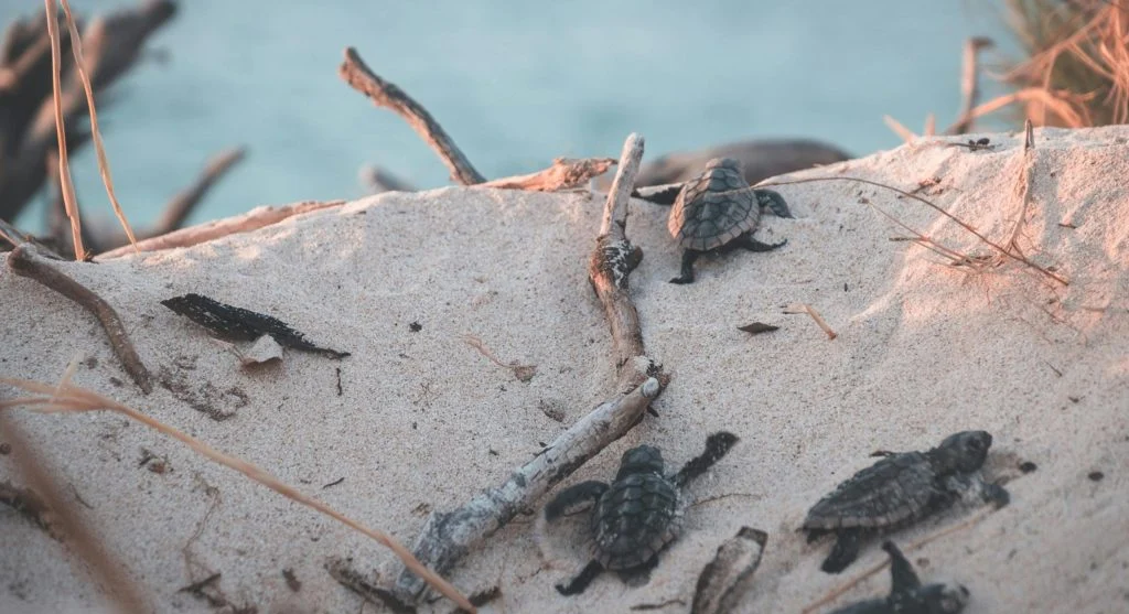 sea turtle on protected beach habitat