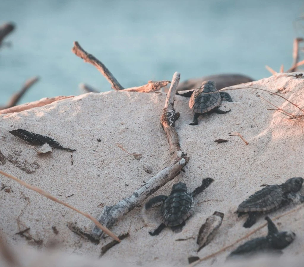 Baby sea turtles migrating to the ocean