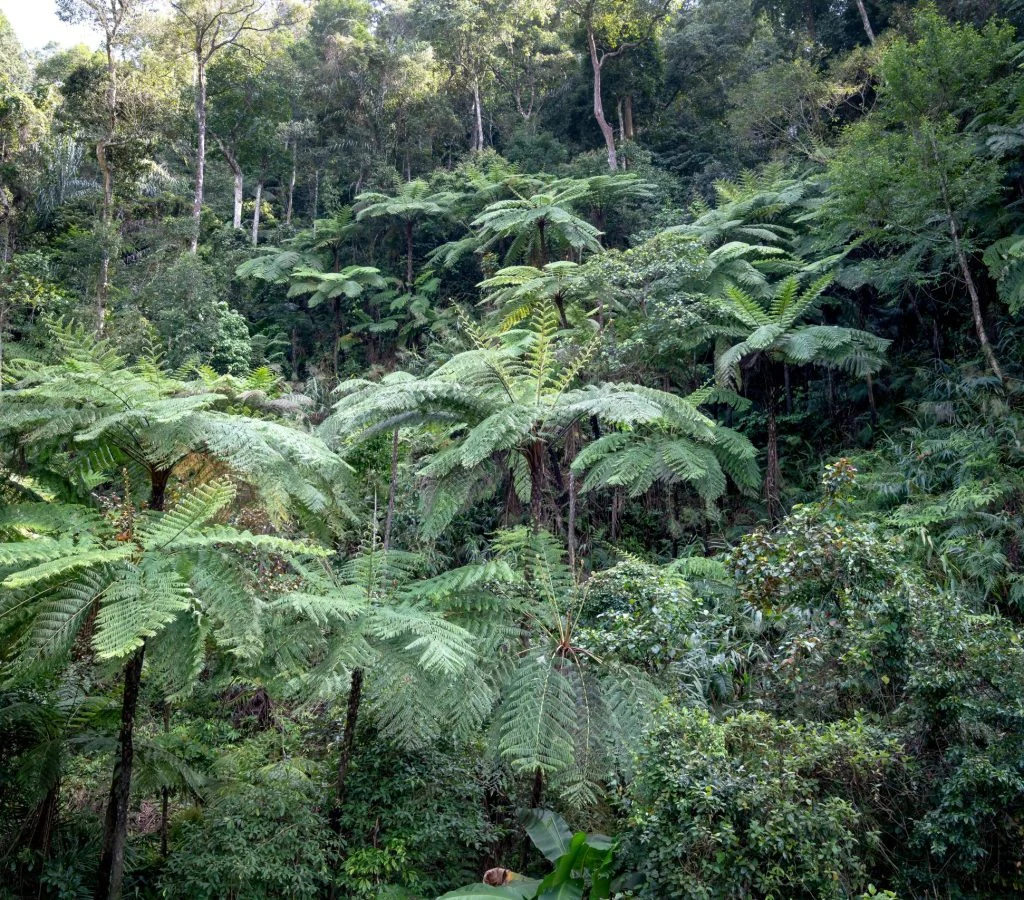 Rainforest canopy with lush green trees and tropical wildlife