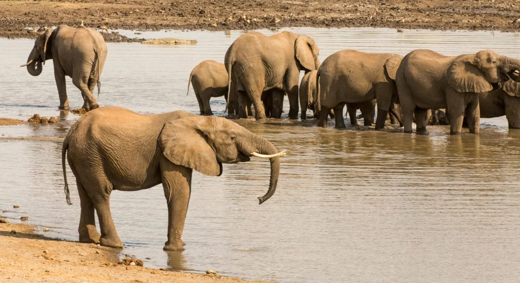 A group of elephants cooling off in a muddy river
