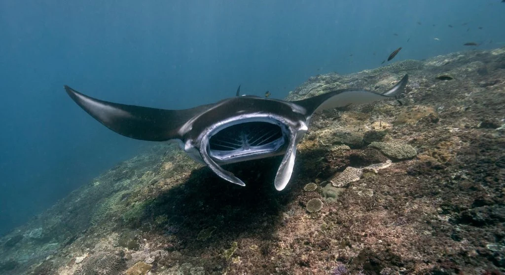 manta ray swimming in ocean habitat