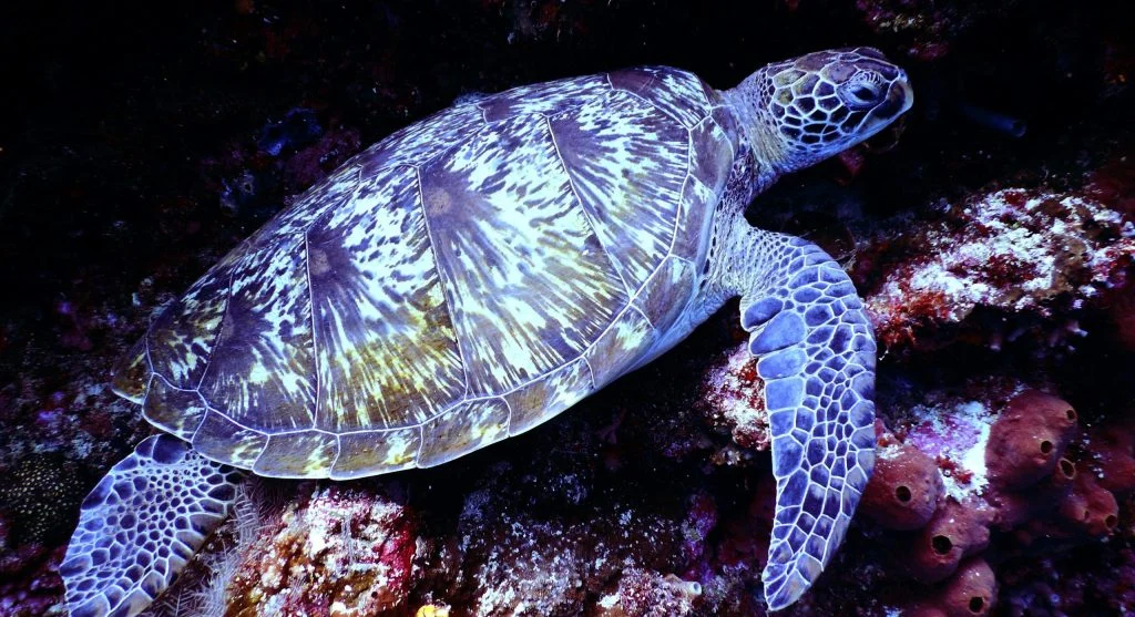 A sea turtle swimming near a coral reef
