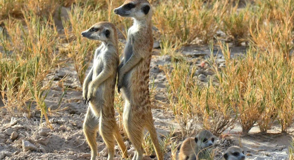 Meerkat family standing together near burrow