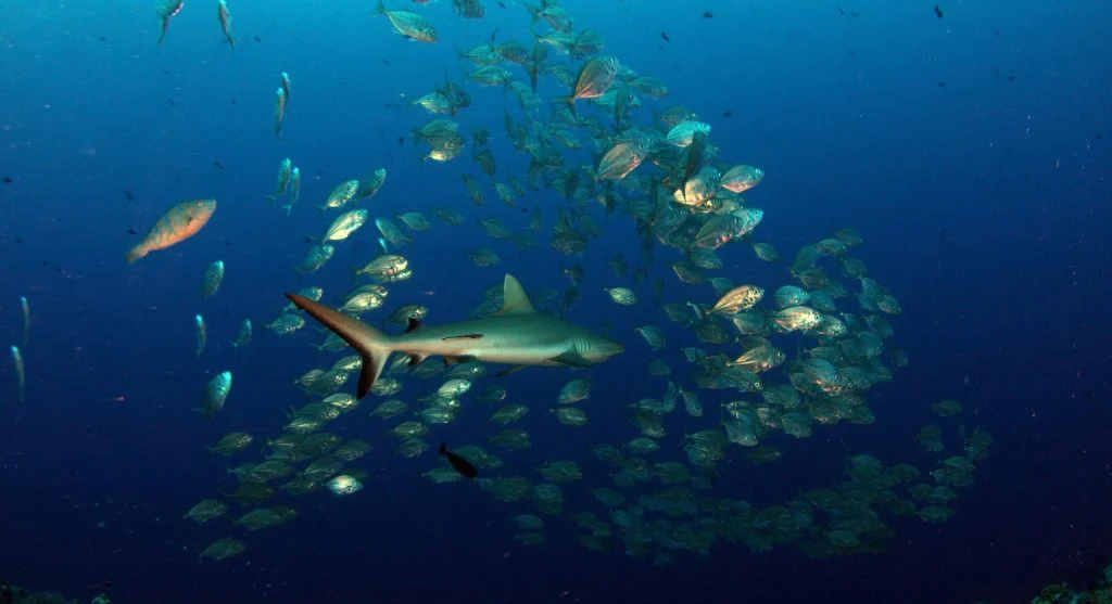 Reef shark swimming near coral reef with diverse marine life