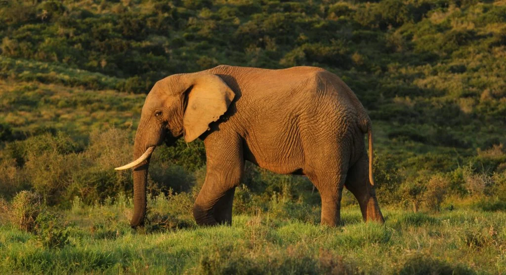 wildlife corridor for large mammals