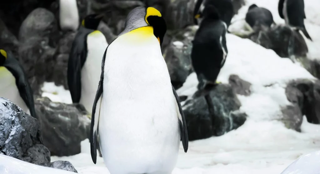 penguins thriving in Antarctic habitat