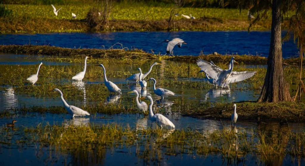 Birds in a healthy wetland ecosystem with lush vegetation and clear water