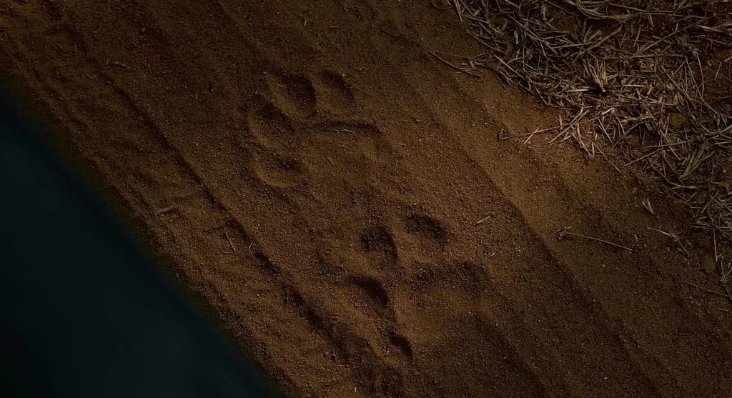 How to Identify Animal Tracks During Outdoor Nature Walks
