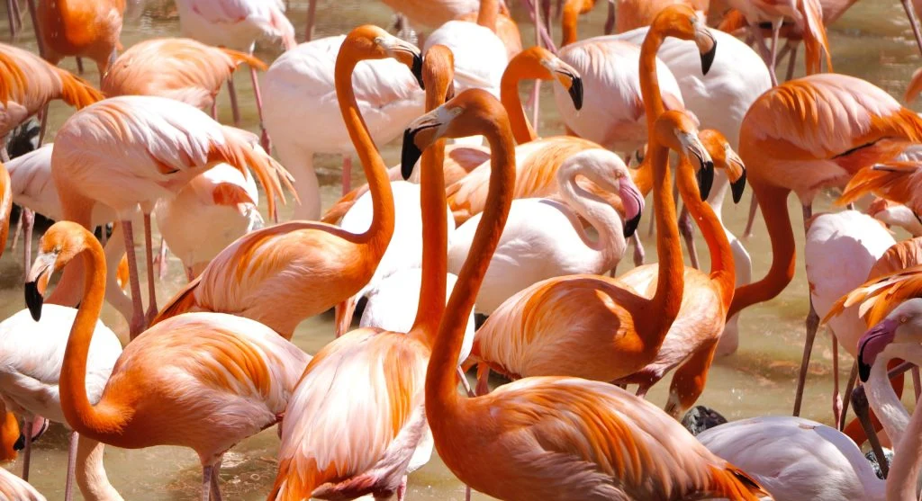 flamingo conserving energy habitat