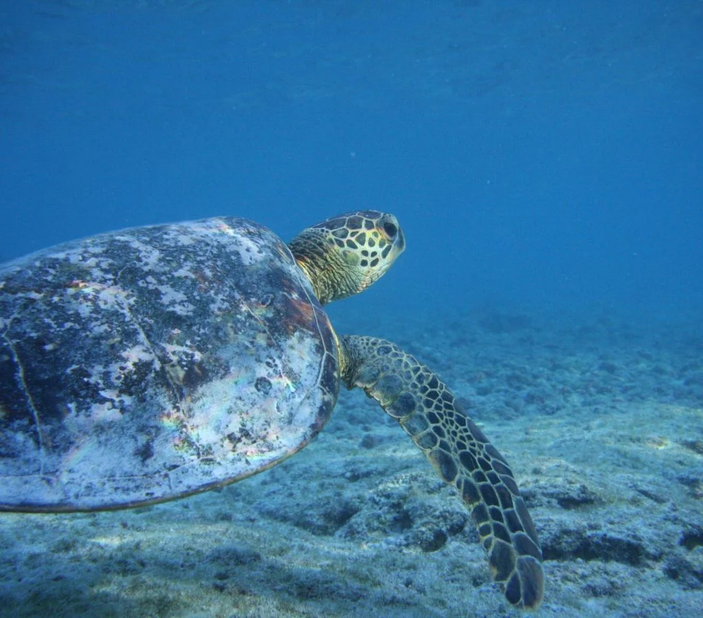 Sea turtle swimming in coral reef during marine conservation research