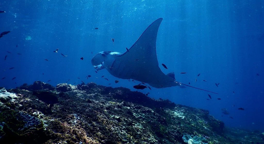 manta ray swimming in healthy ocean