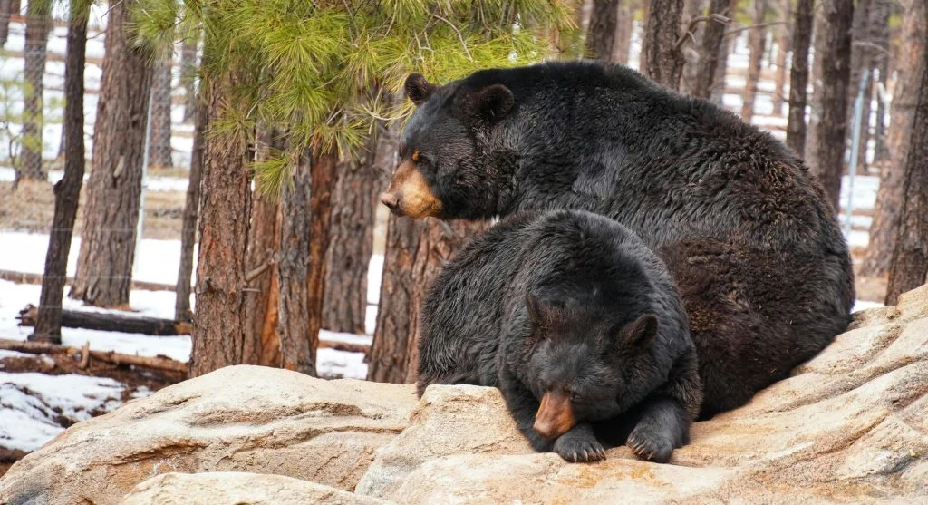A bear resting in its den during winter