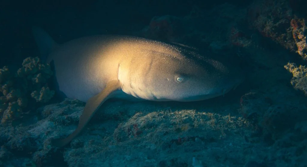 shark in ocean with fish and coral