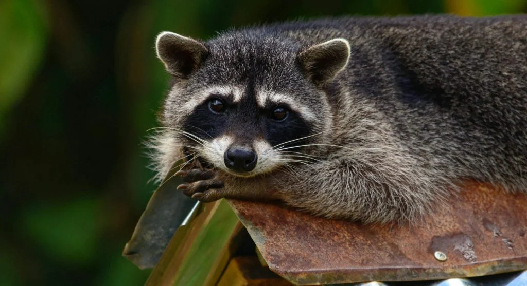 raccoon in urban ecosystem habitat