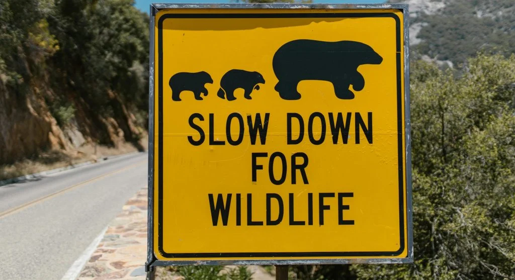 wildlife crossing over highway
