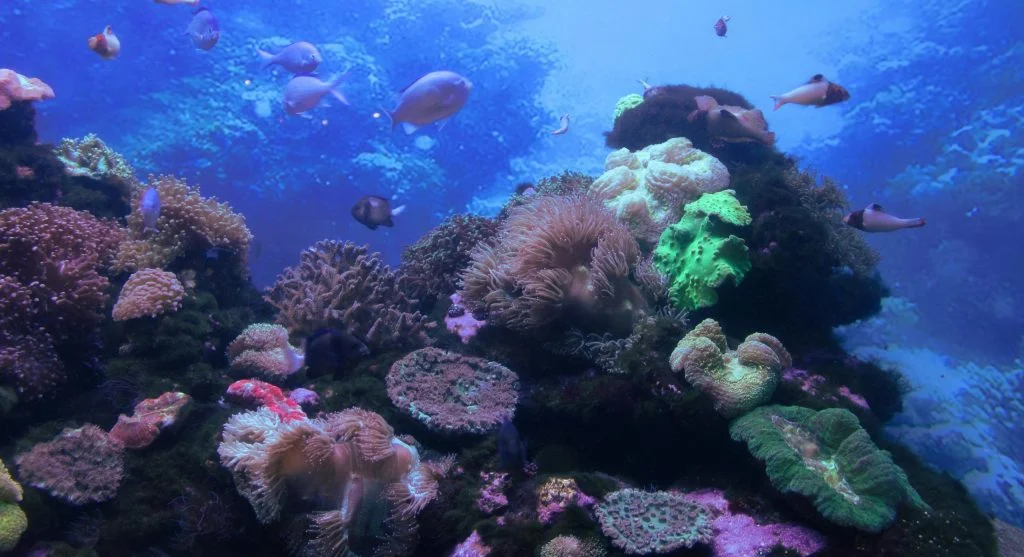 Diverse marine wildlife thriving in a coral reef environment