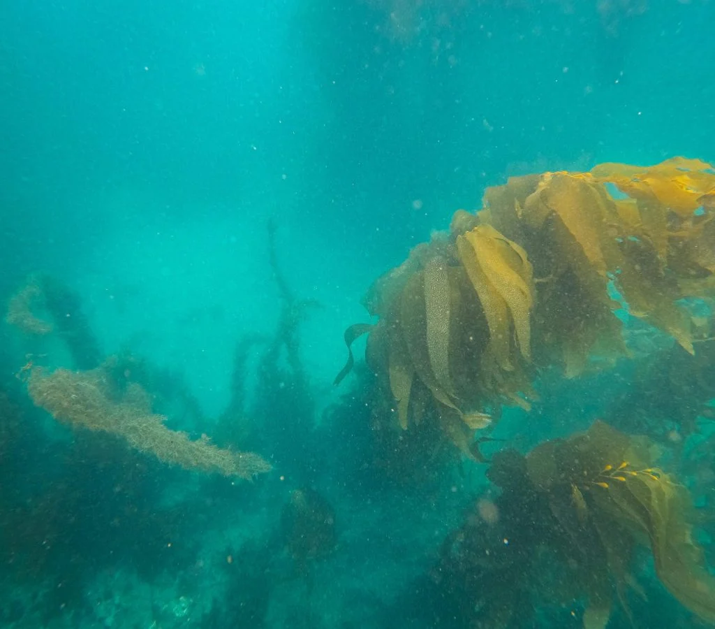 Sea otter floating on its back in a kelp forest, surrounded by seaweed