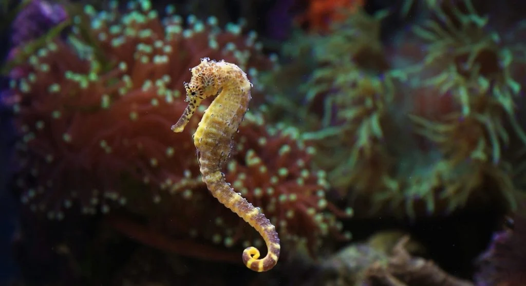 seahorse swimming upright underwater