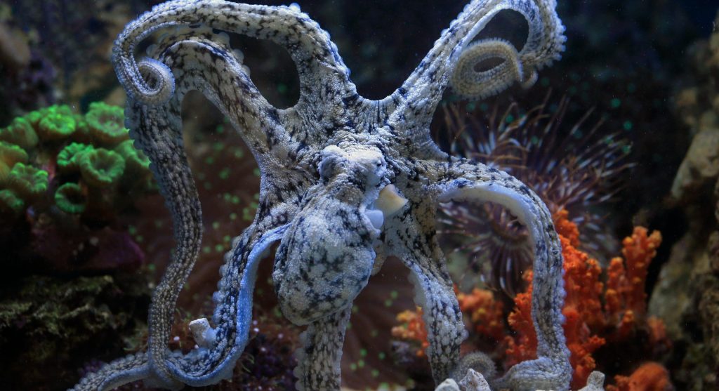 octopus hiding in coral reef