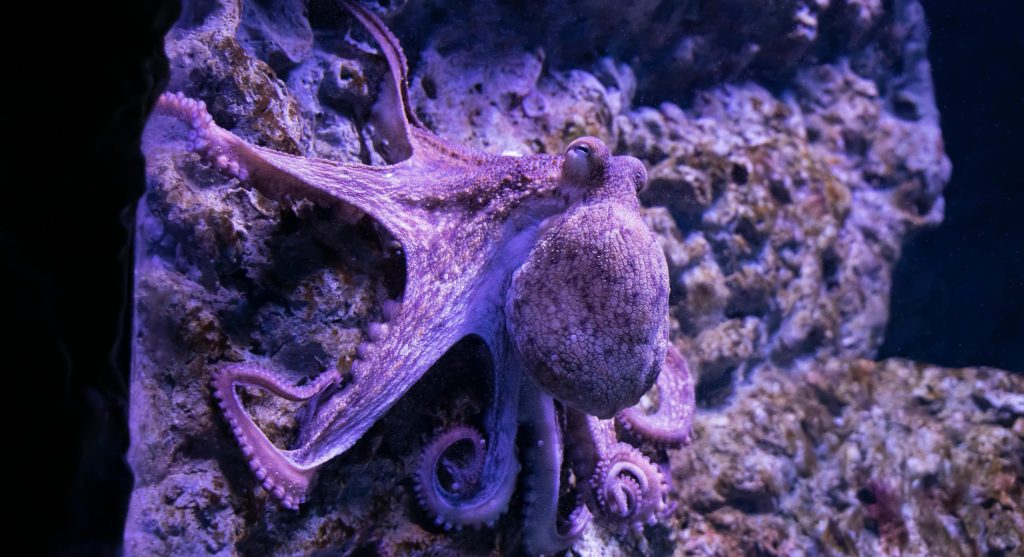 octopus rapid color change underwater