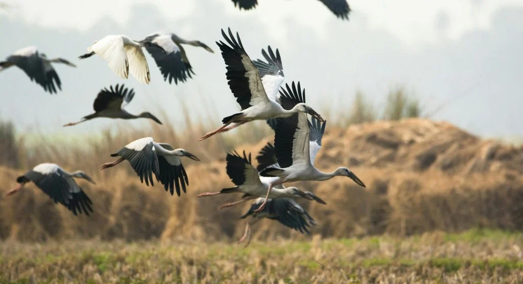 Birds flying and resting in a wetland area