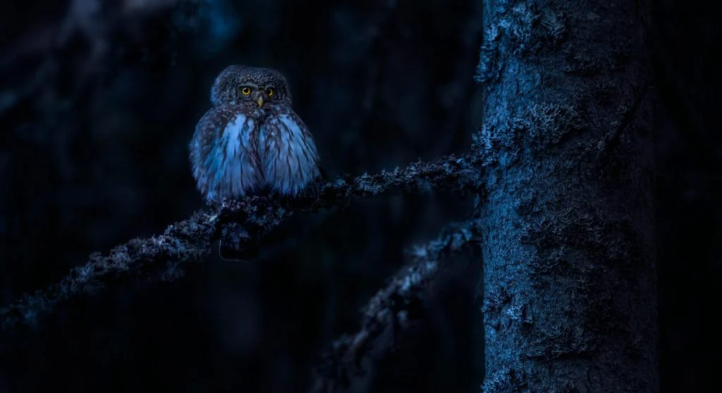 8 Owl Facts Wildlife Experts Say Most People Never Learn