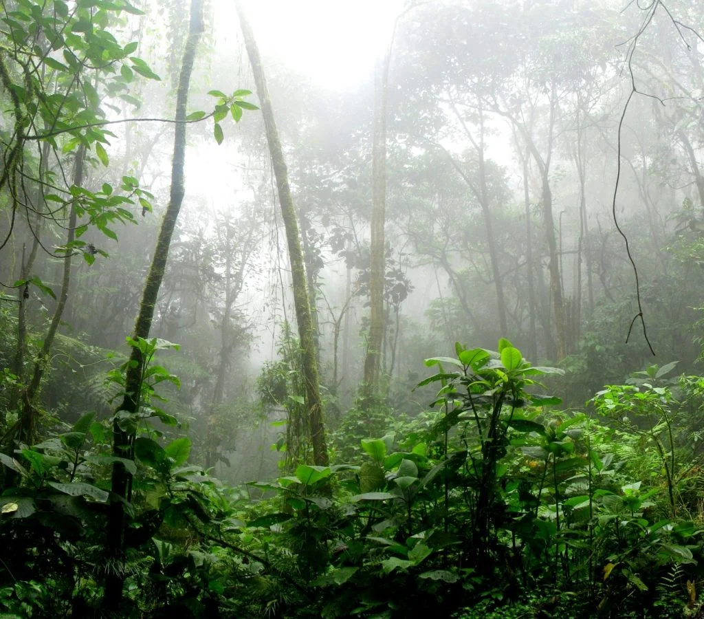 Scientists in rainforest studying biodiversity