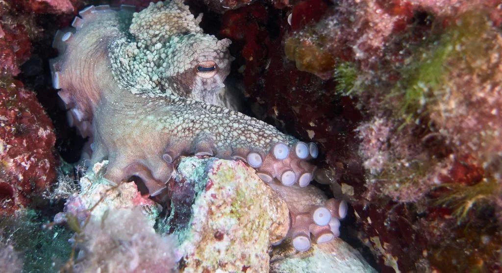 Octopus resting inside coral reef