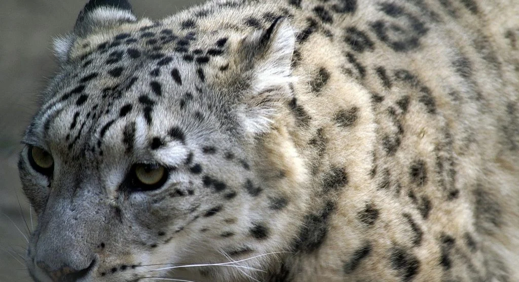 9 Fascinating Snow Leopard Facts Wildlife Experts Want More People to Know